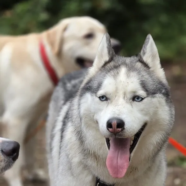 husky face