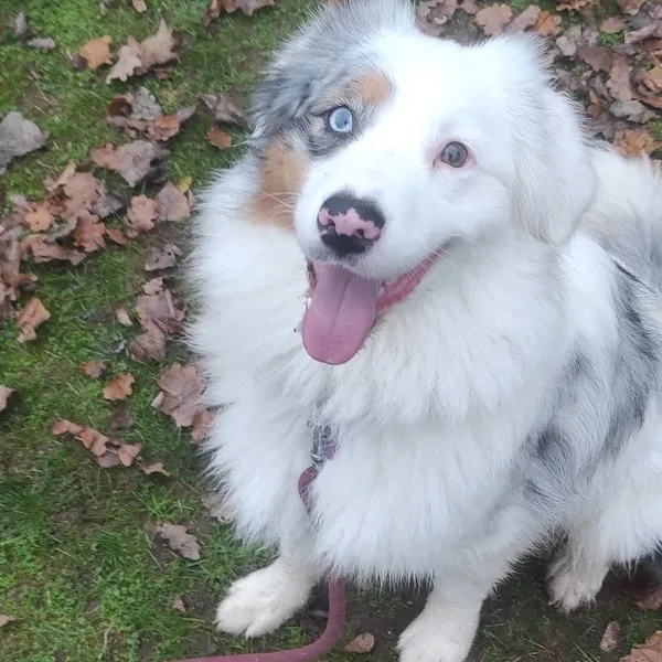 berger aus feuilles