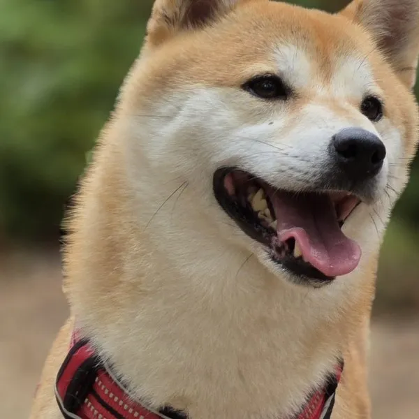 shiba sourire