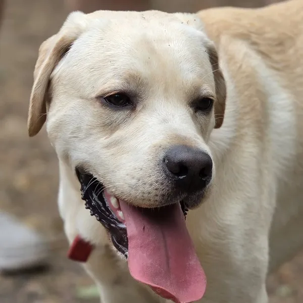 labrador joyeux