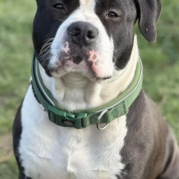 staffie collier vert