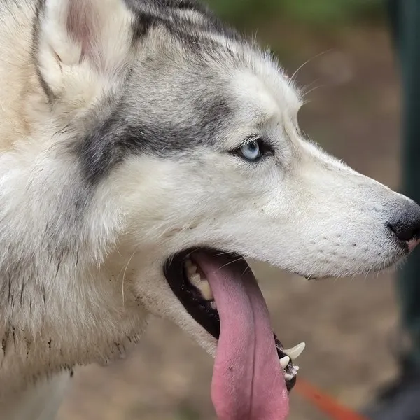 husky profil