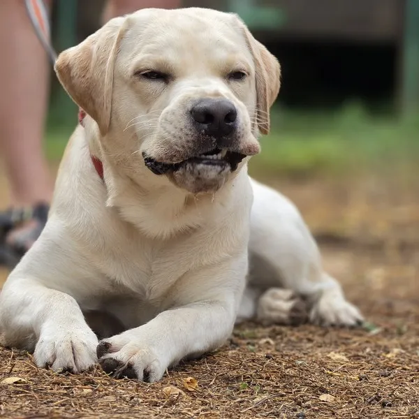 labrador couche