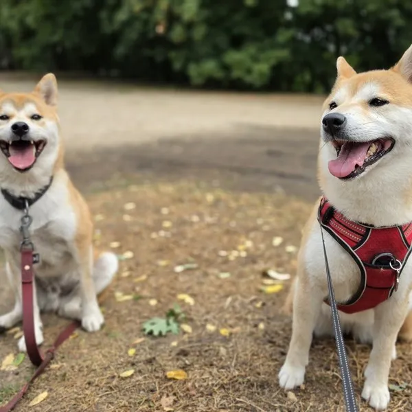 duo shiba