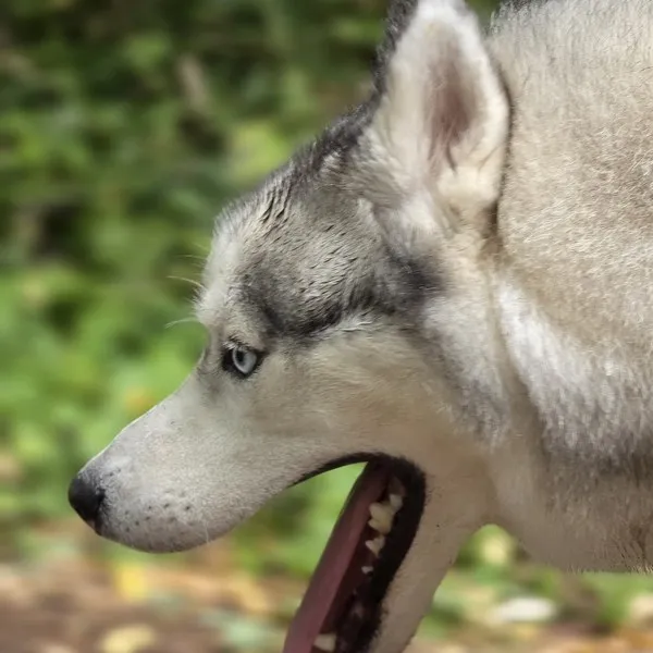 husky langue drole