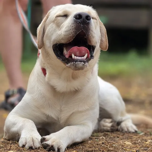 labrador rieur