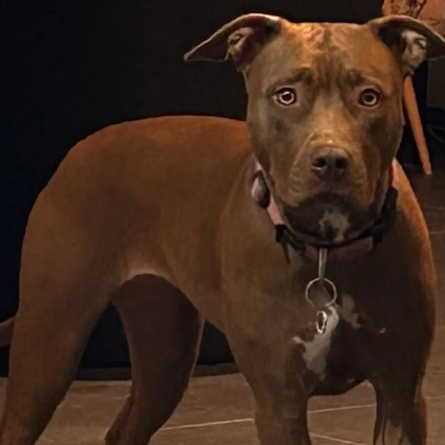 American Staffordshire marron debout en intérieur, regard direct caméra