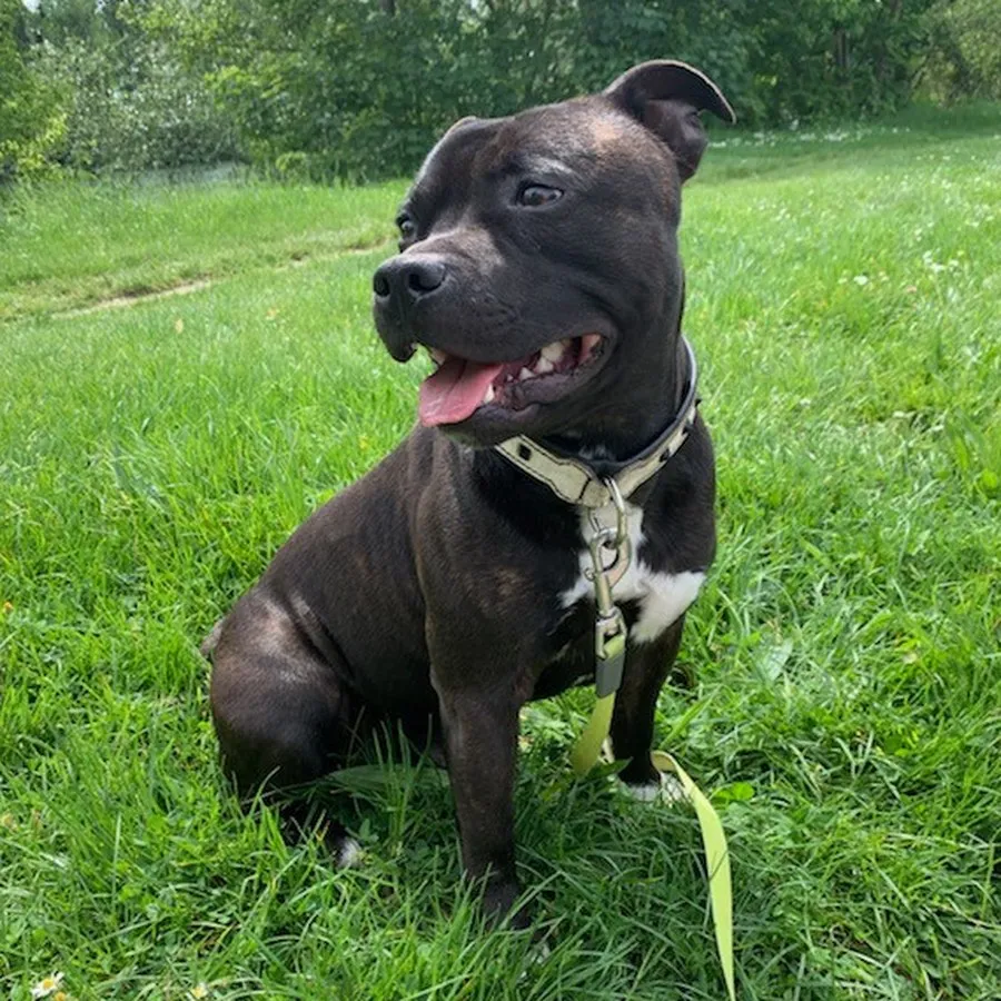 Staffie noir assis sur herbe, harnais clair, posture sage