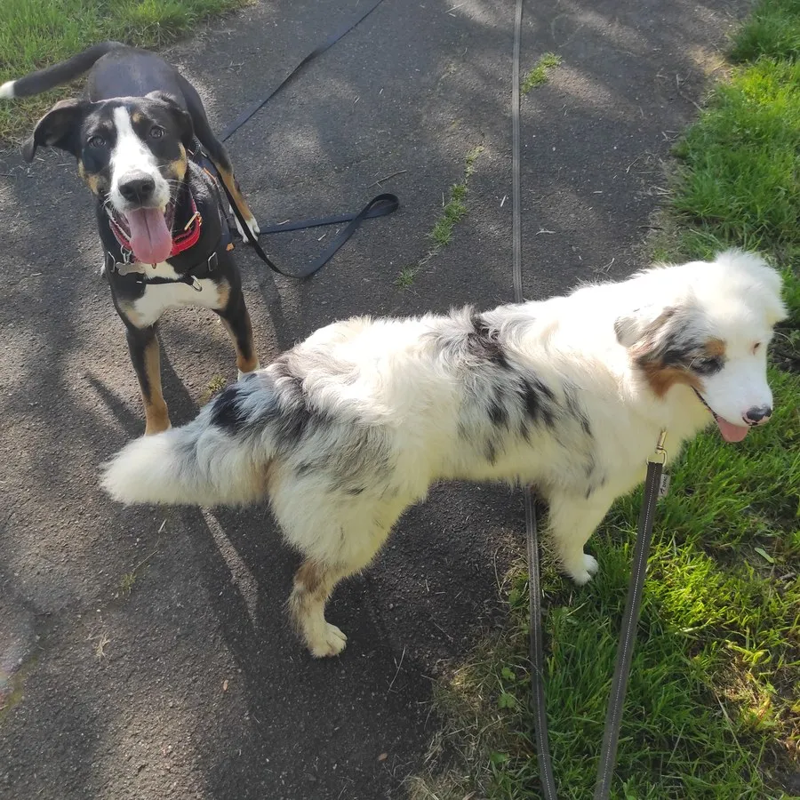 Bouvier suisse et berger australien marbré marchant en laisse sur sentier