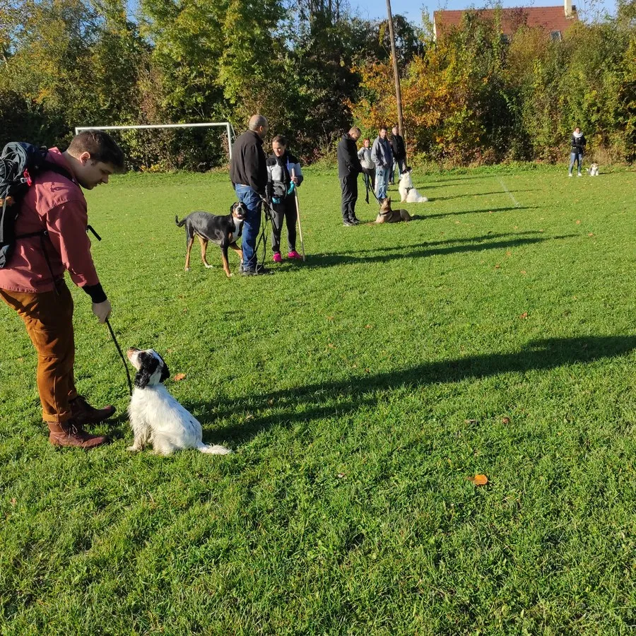 Cours collectif en extérieur, plusieurs maîtres et chiens sur terrain herbeux automnal