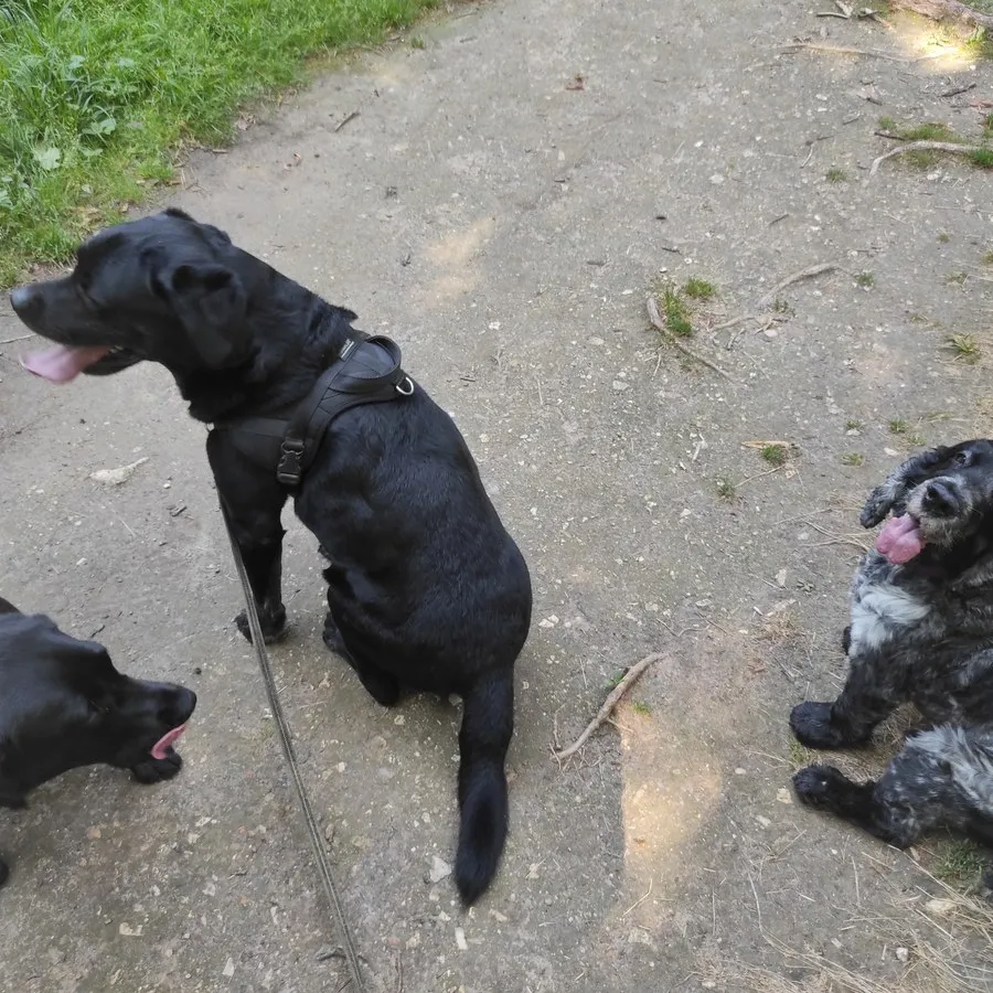 Trois chiens assis sur un sentier — travail d'attention en groupe
