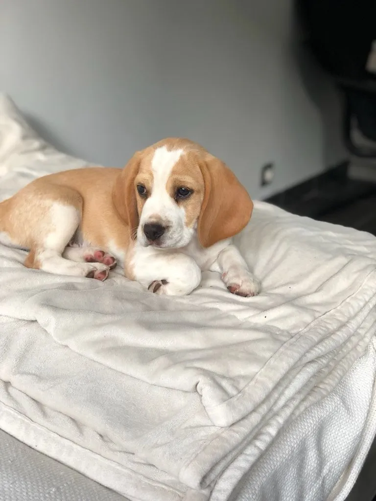 Beagle chiot