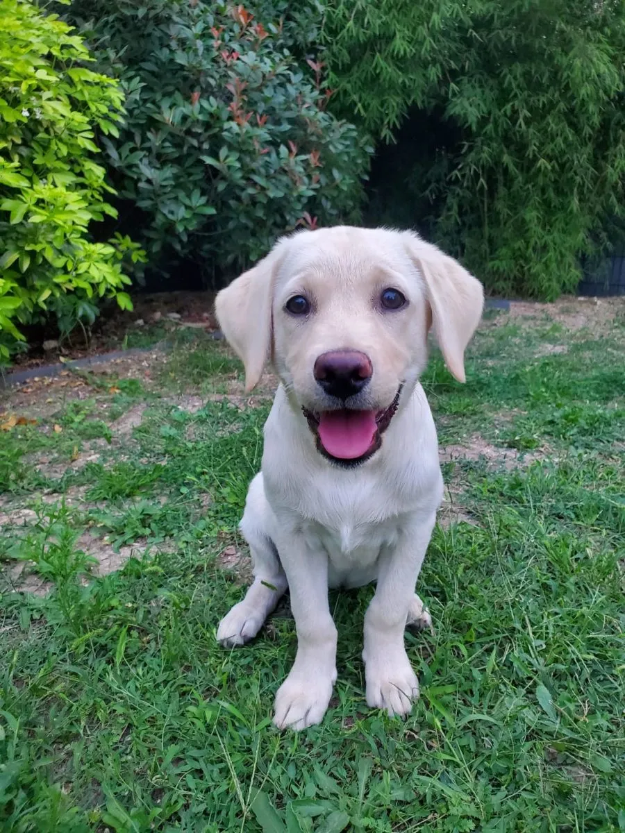 Labrador chiot