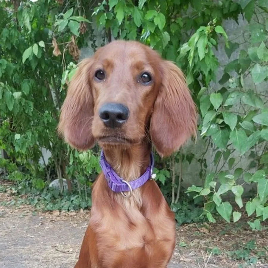 Setter irlandais aux longues oreilles, regard expressif