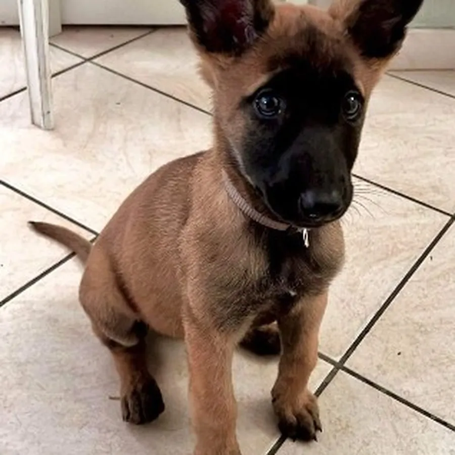 Chiot malinois assis, oreilles dressées, regard expressif