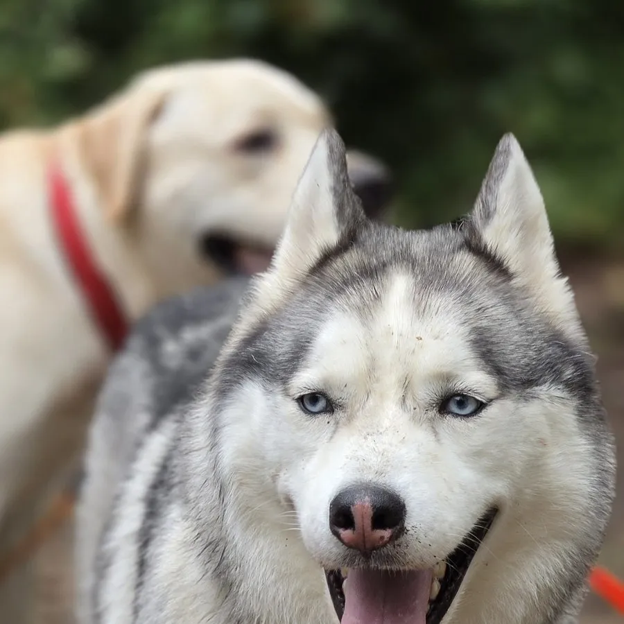 Husky face caméra avec un autre chien en arrière-plan — comparer les races