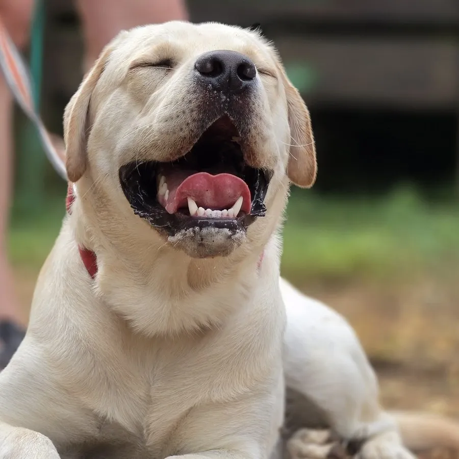 Labrador sable couché serein, yeux fermés, propriétaire à proximité