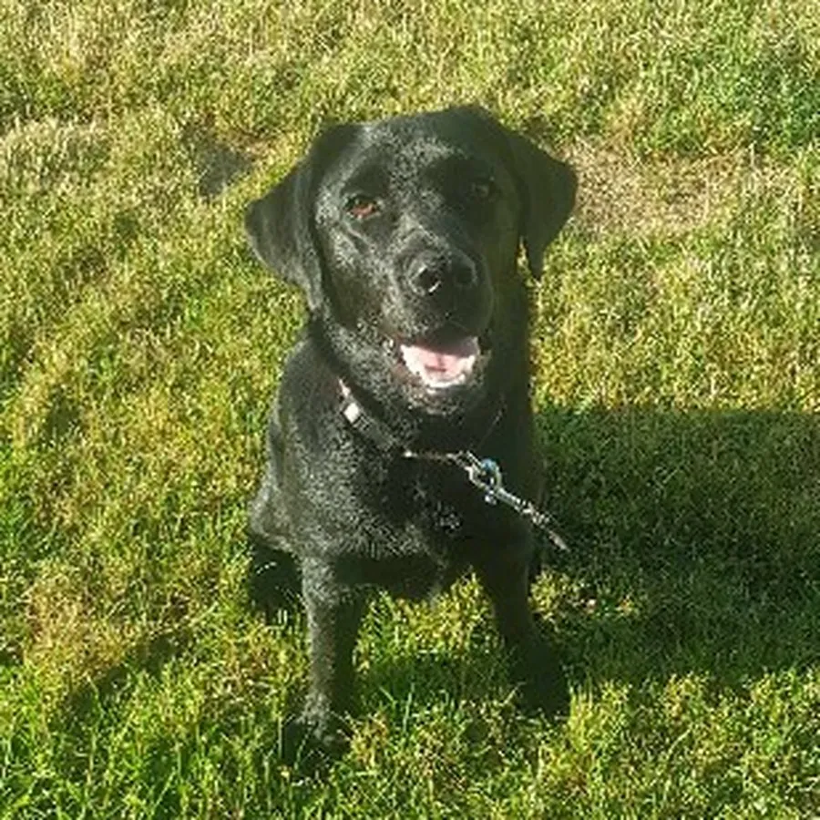 Labrador noir adulte assis sur herbe, regard direct et sympathique