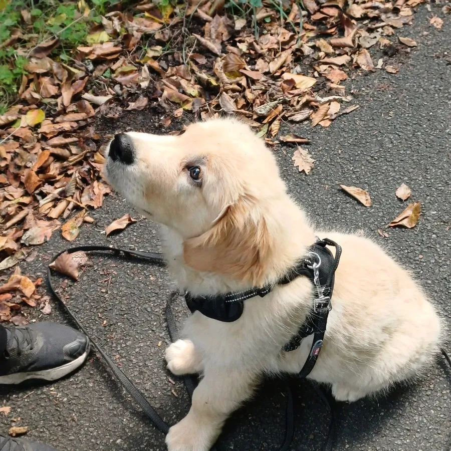 Chiot golden retriever en harnais