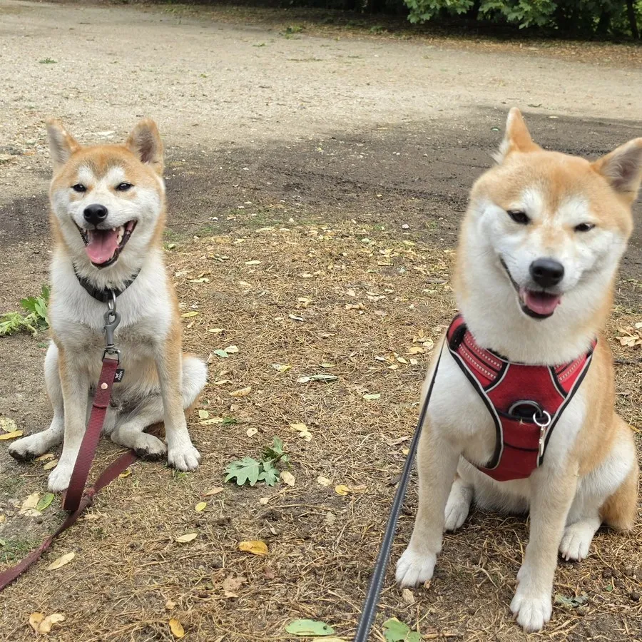 Deux Shiba assis ensemble — duo accompli au fil du suivi