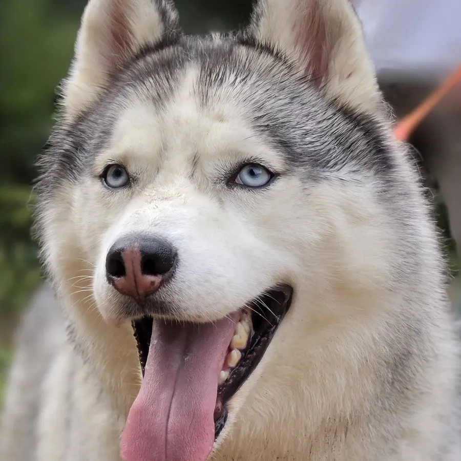 Husky au regard intense avec harnais — chien en travail