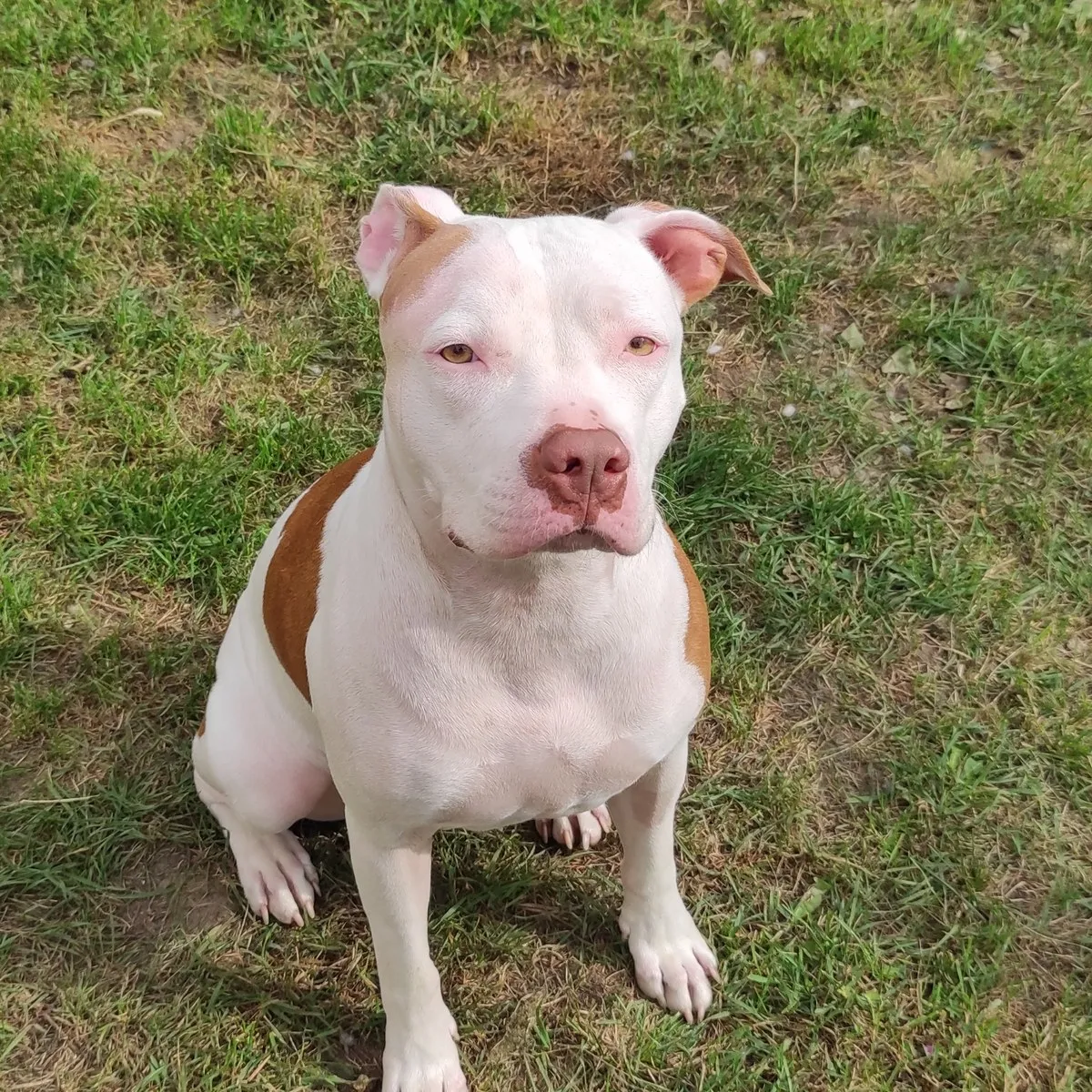 American Staffordshire Terrier assis, regard calme