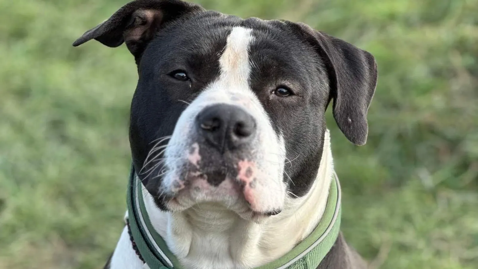 Chien de catégorie 2 — staffie face caméra, tête entière, collier vert
