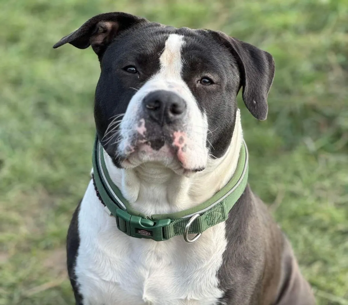 Chien de catégorie 2 en campagne