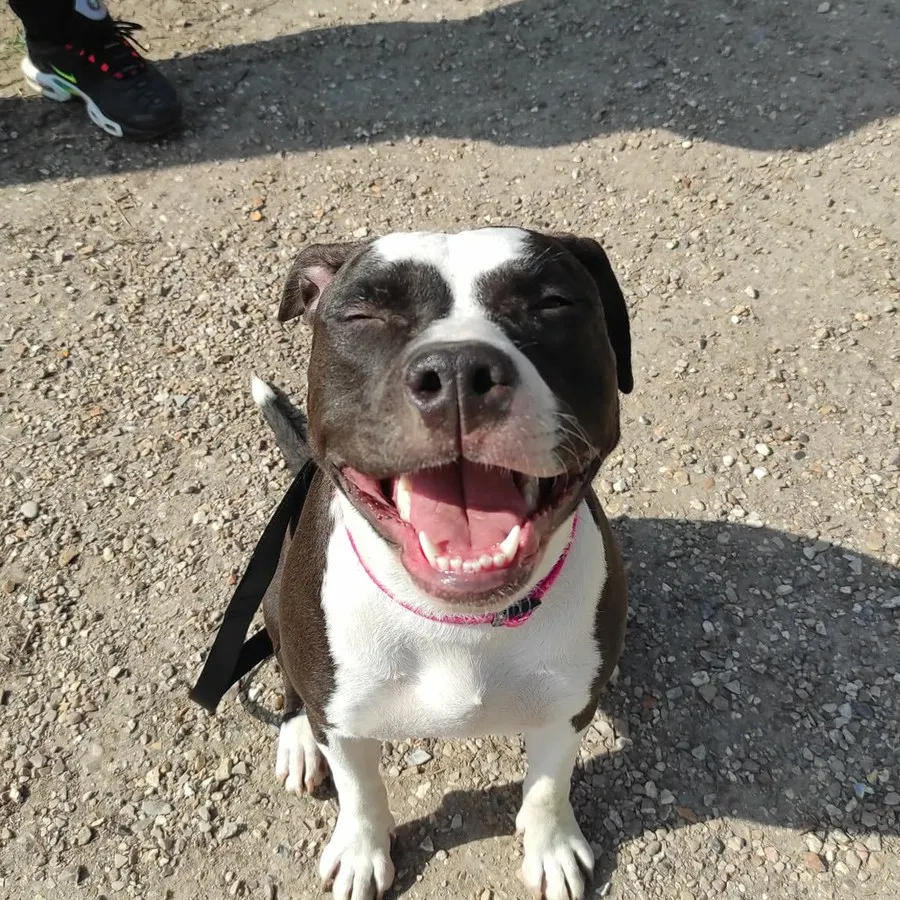 Staffie bicolore bouche grande ouverte, expression épanouie après formation