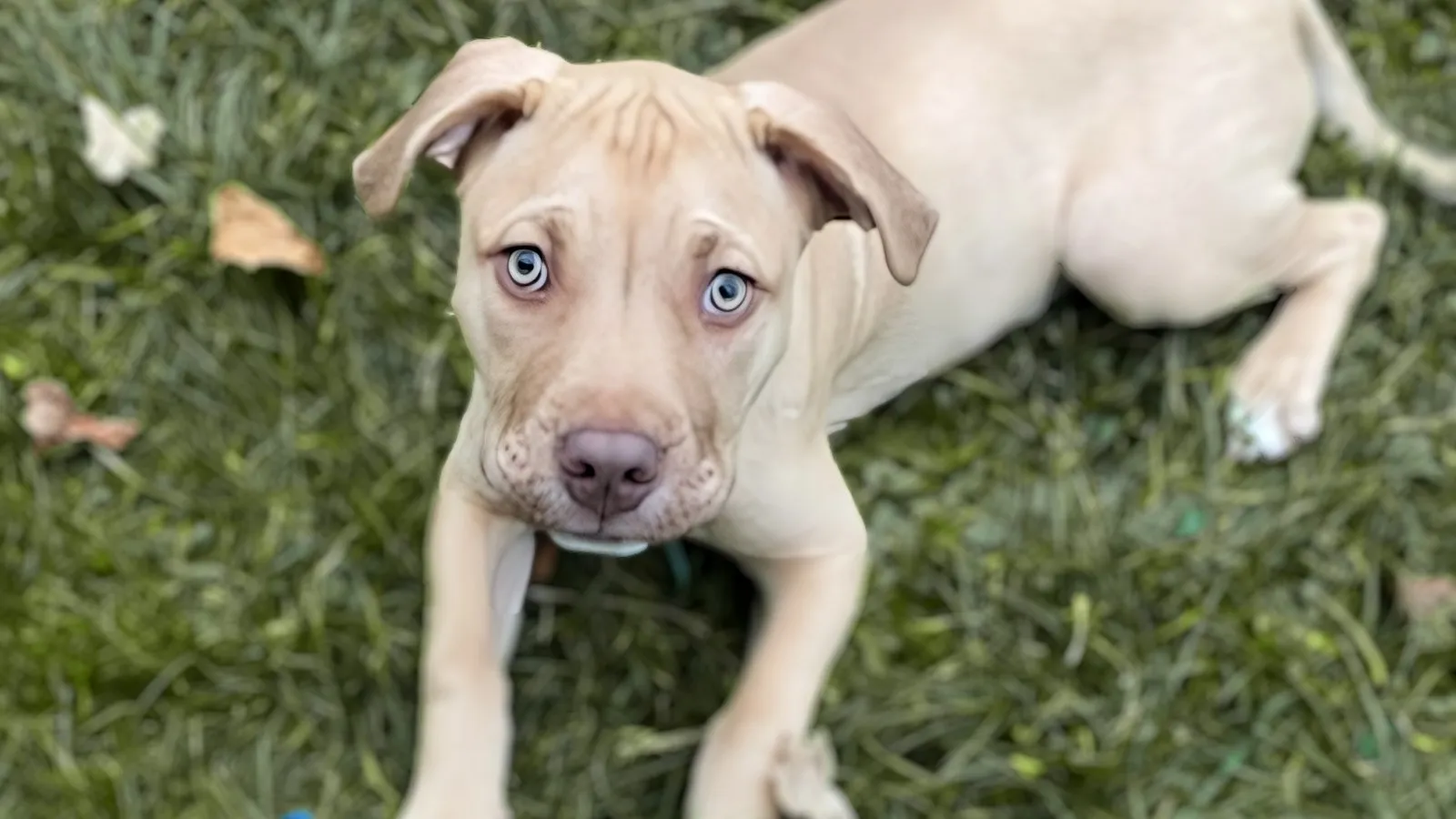 Chiot berger australien