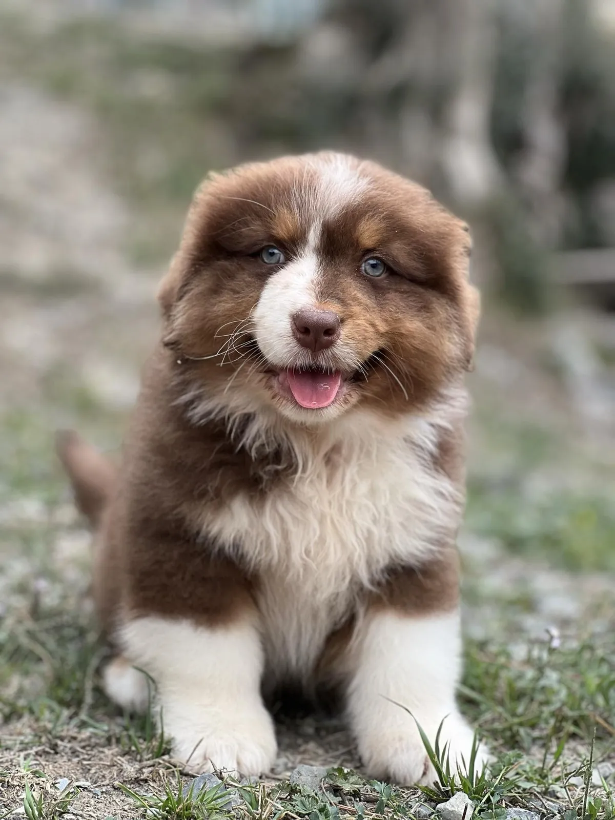 Chiot berger australien red tri aux yeux bleus, assis sur l'herbe