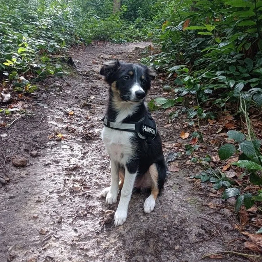Border collie chiot tricolore assis sur sentier forestier, regard attentif