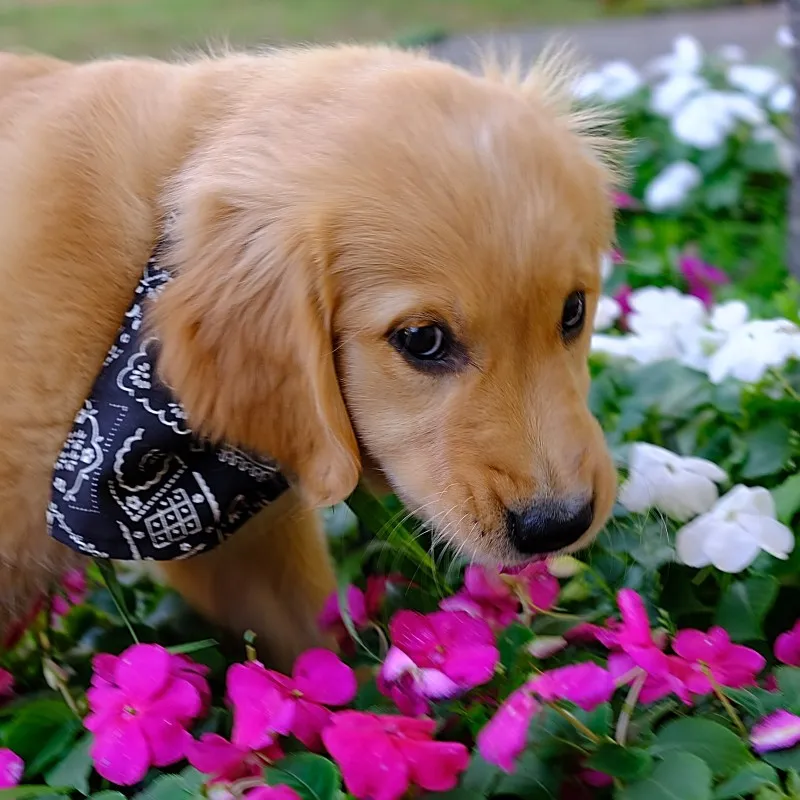 Chiot golden dans des fleurs