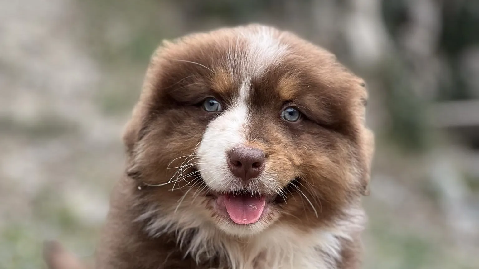 Jeune golden retriever