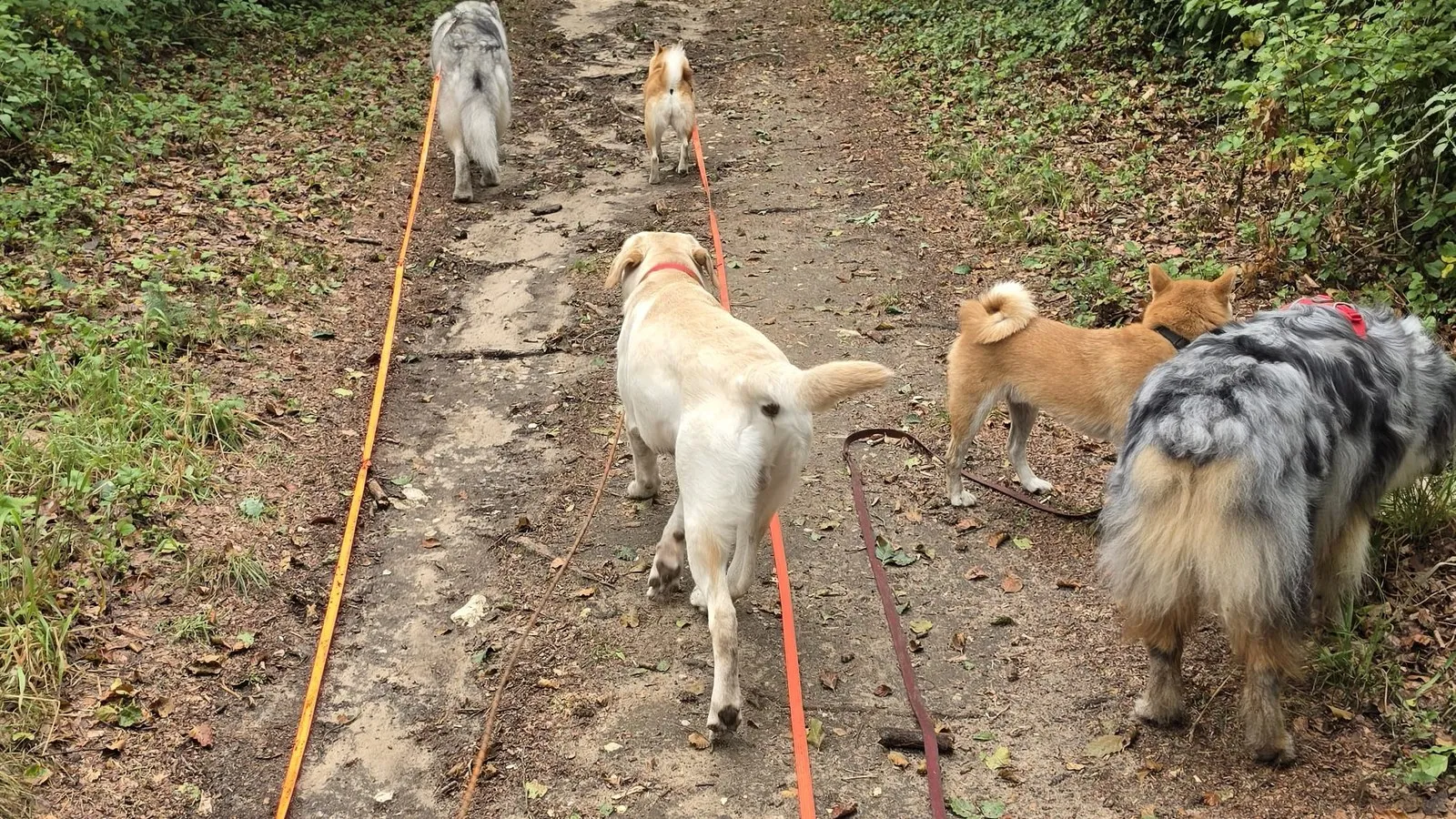 Groupe de chiens en cours collectif