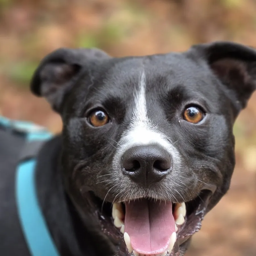 American Staffordshire noir et blanc, grand sourire yeux ouverts — chien épanoui
