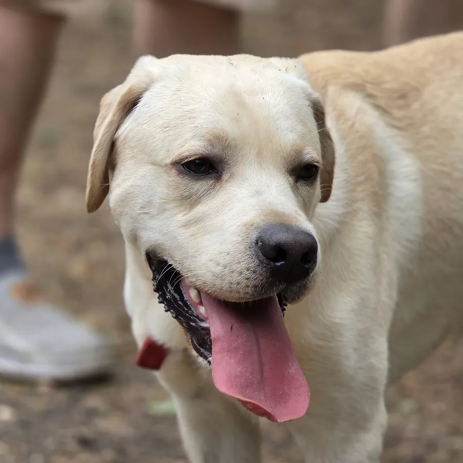 Labrador sable, langue tirée, regard concentré vers le maître