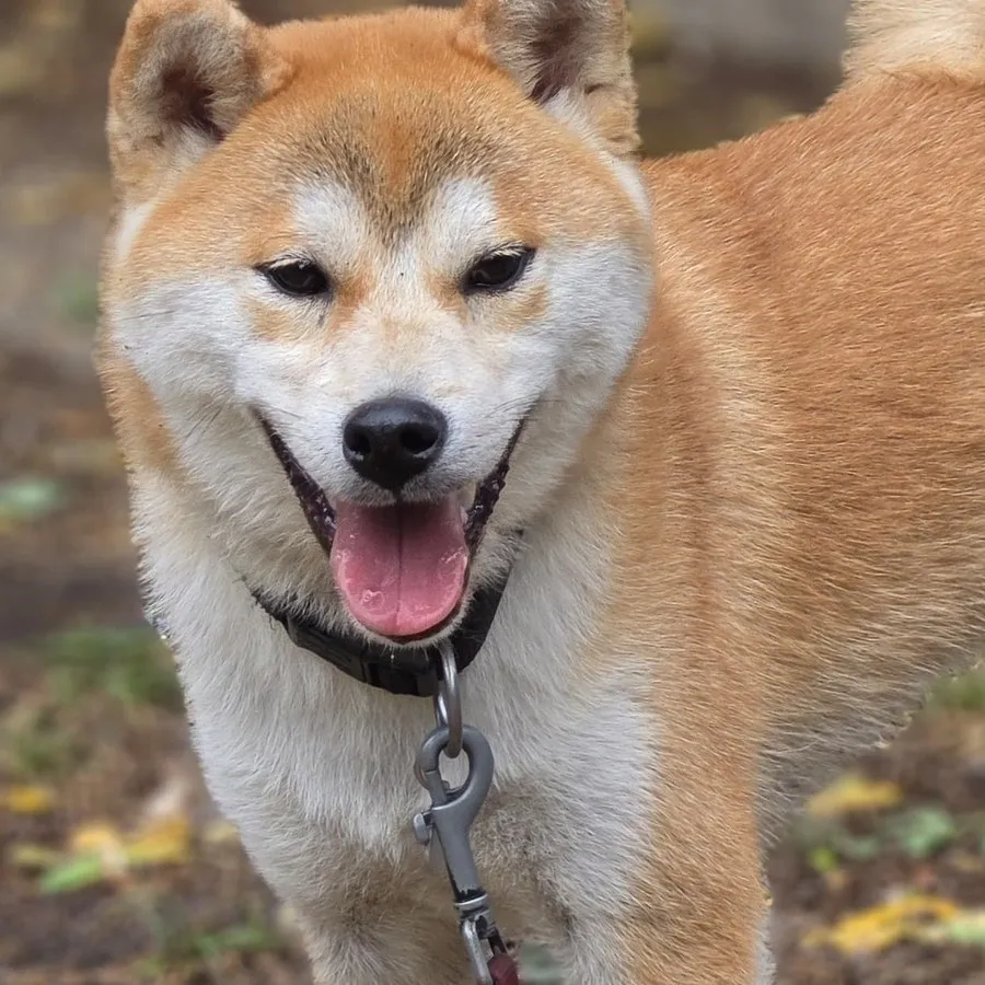 Shiba debout, en marche, regard attentif au sol