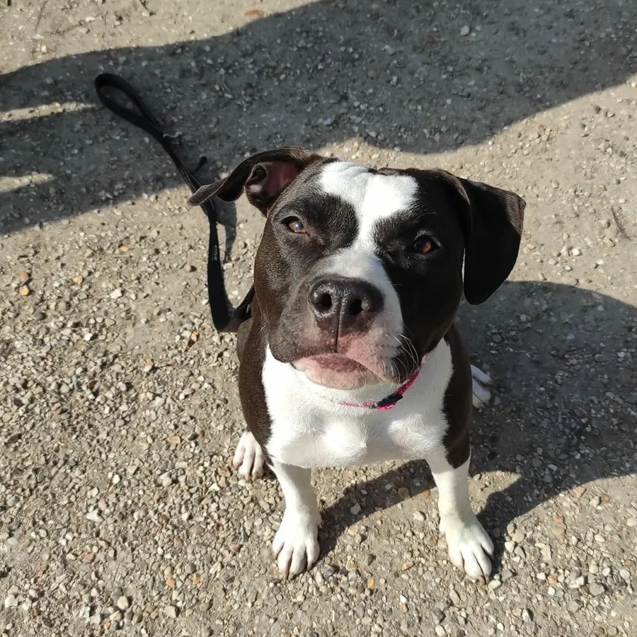 Staffie bicolore assis, regard intéressé, laisse tendue — posture sociale